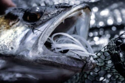 Quantum 4Street Chatter -Vis Lijn Pro Verkoopwinkel 22 3139104r 4