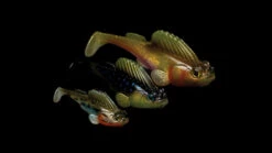 Megabass Dark Sleeper -Vis Lijn Pro Verkoopwinkel MB DS24 4513473452352r 4