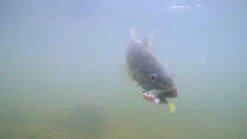 Megabass Dark Sleeper -Vis Lijn Pro Verkoopwinkel MB DS24 4513473452352r 5