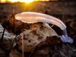 Nikko Winnow 9,5cm (5pcs) -Vis Lijn Pro Verkoopwinkel NIKKO441r 3